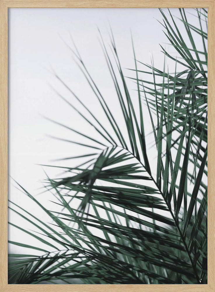 Whispering Palms | Poster