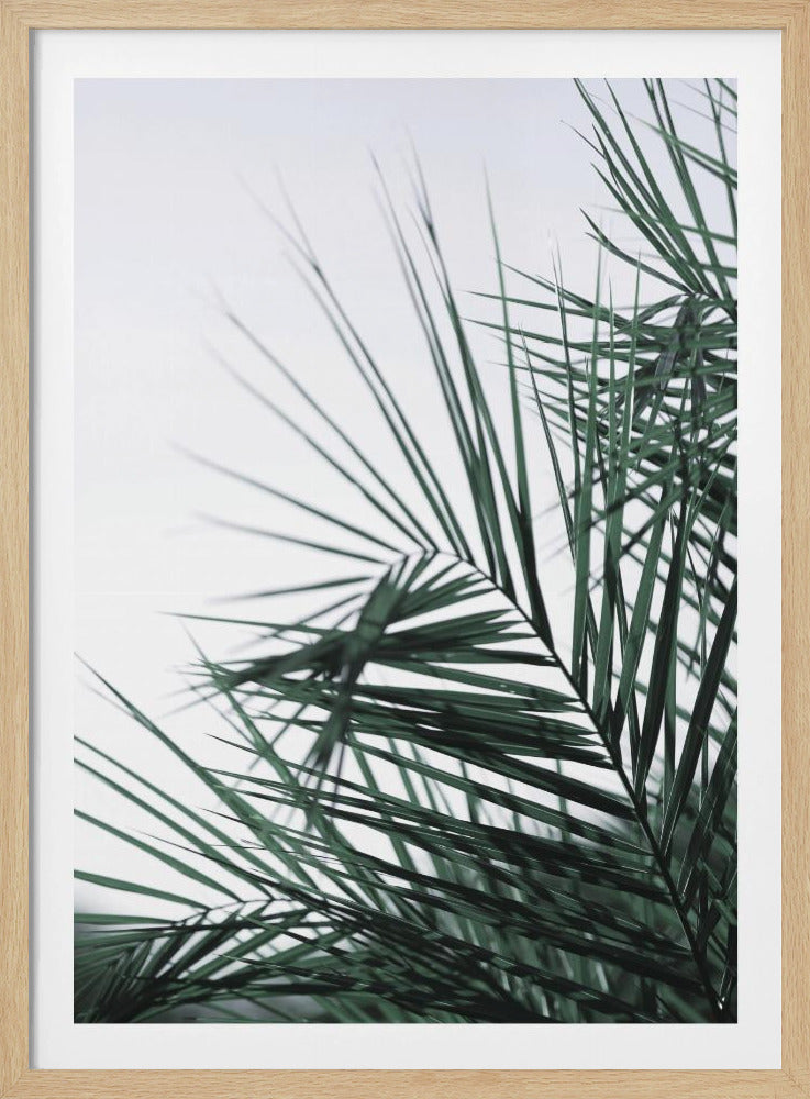 Whispering Palms | Poster