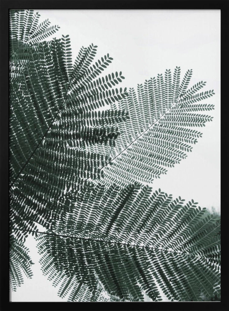 Fern Whispering | Poster