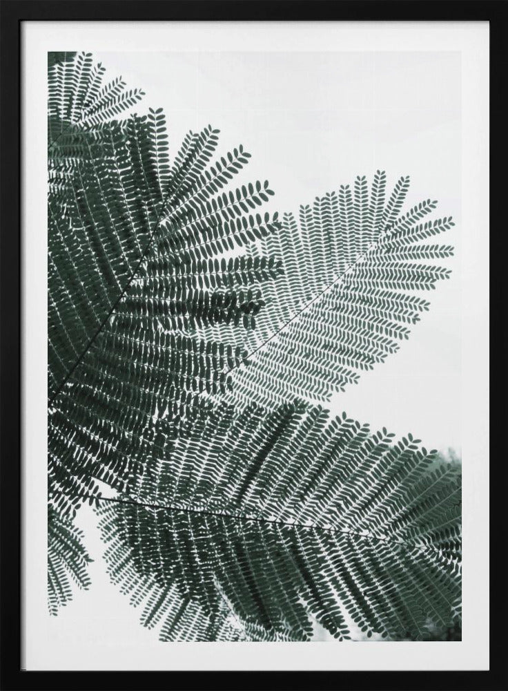 Fern Whispering | Poster