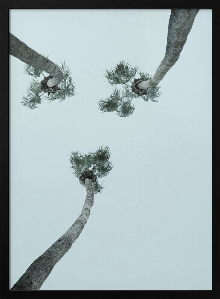 Skyward Palms | Poster