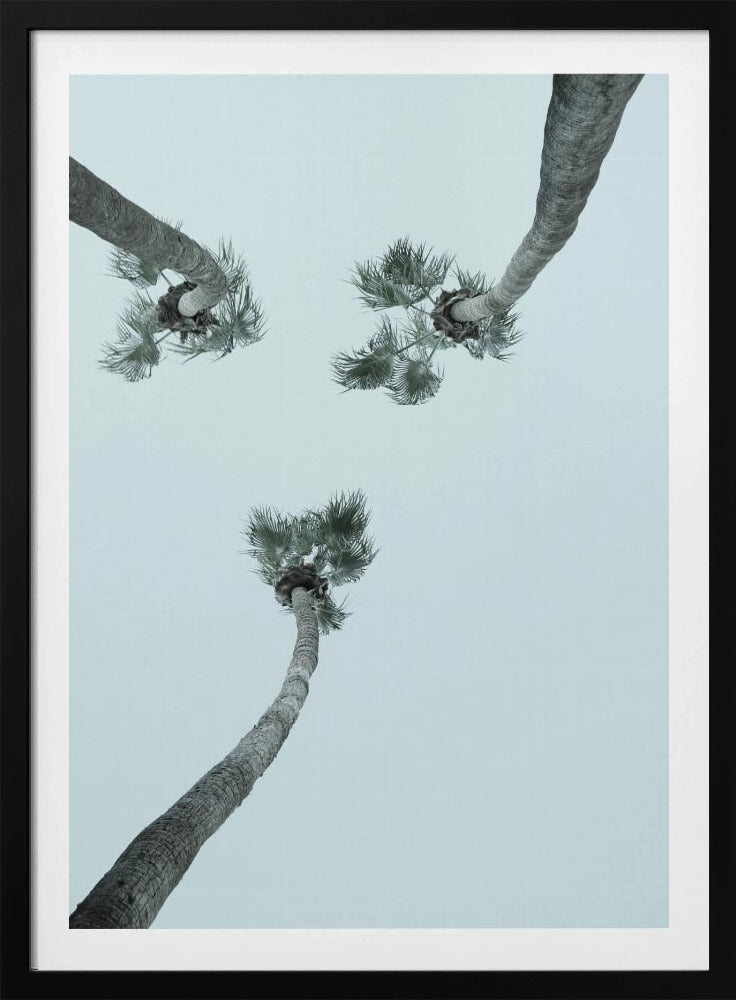 Skyward Palms | Poster