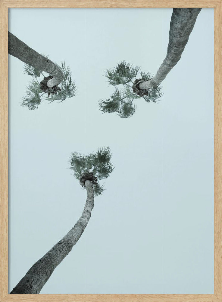 Skyward Palms | Poster