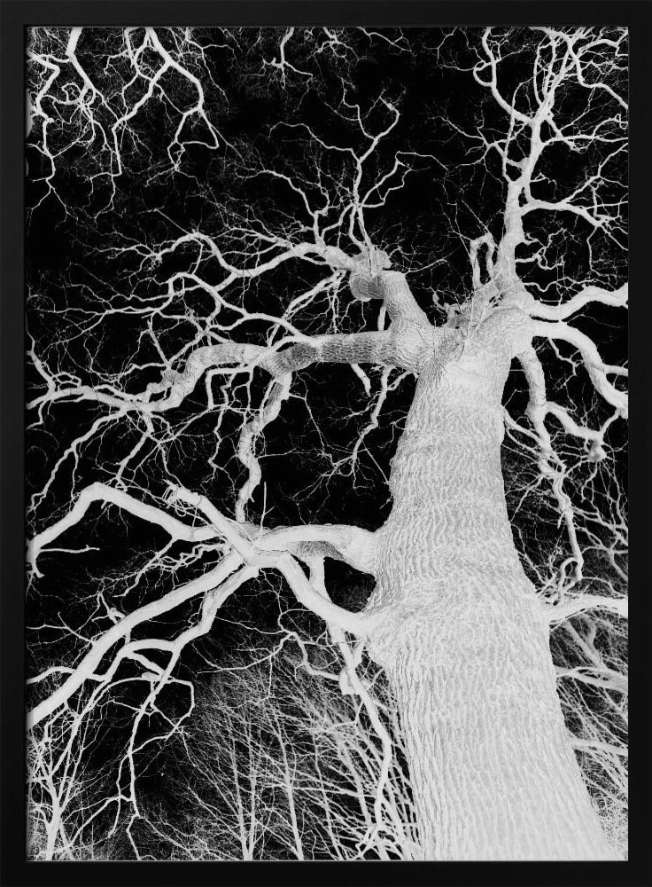 Inverse Arbor Essence | Poster