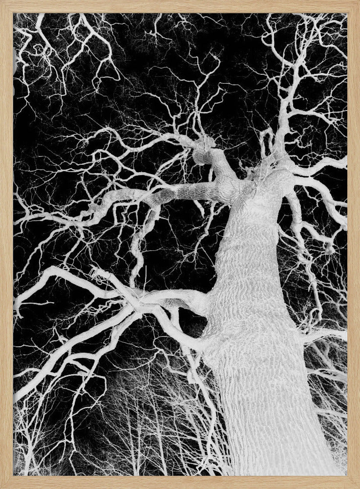 Inverse Arbor Essence | Poster