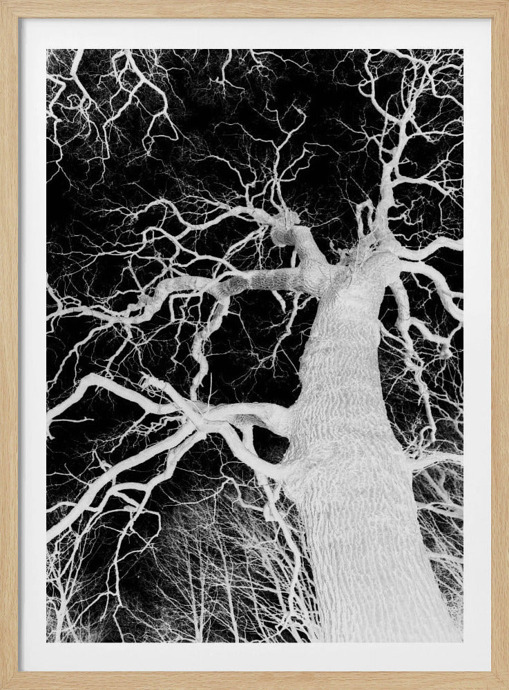 Inverse Arbor Essence | Poster