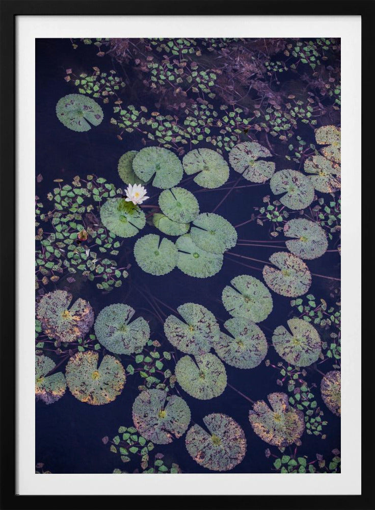 Lily Serenity | Poster