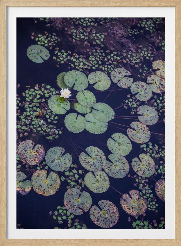 Lily Serenity | Poster