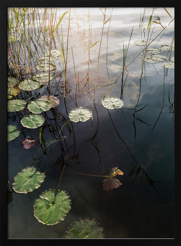 Lily&#039;s Tranquil Dawn | Poster