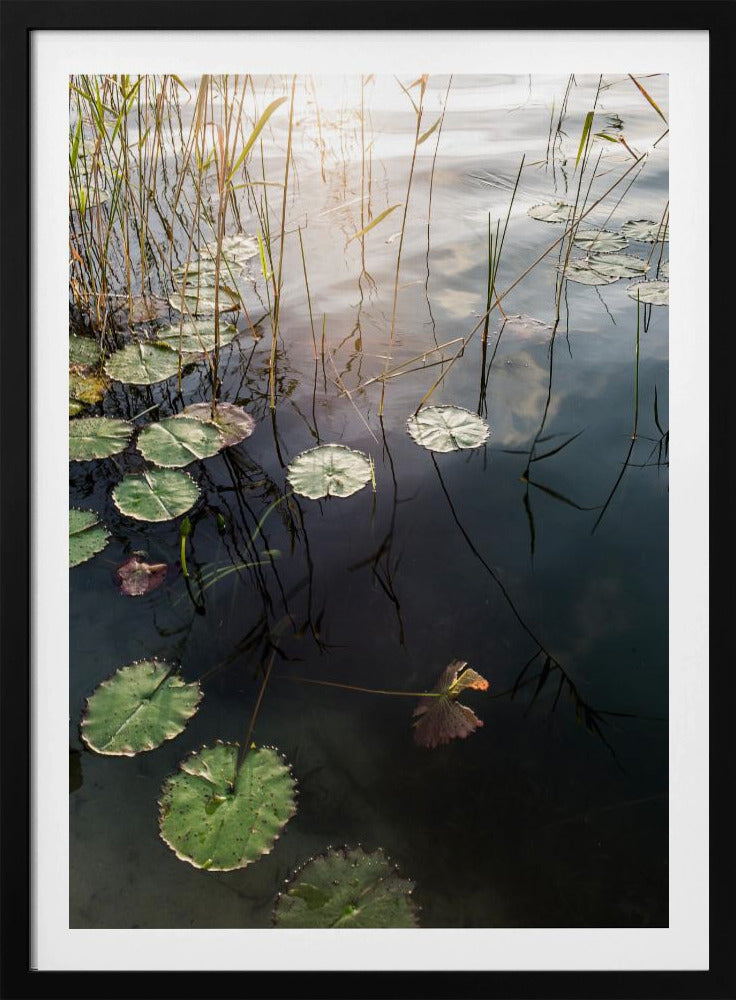 Lily&#039;s Tranquil Dawn | Poster