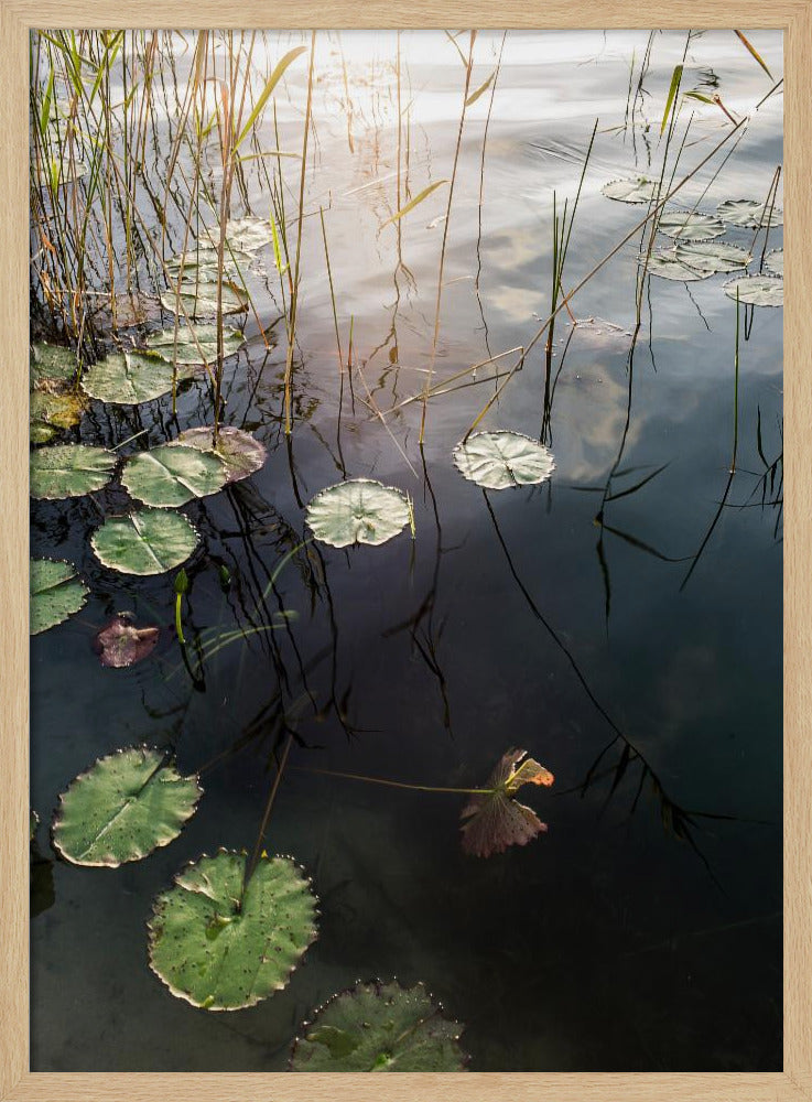 Lily&#039;s Tranquil Dawn | Poster