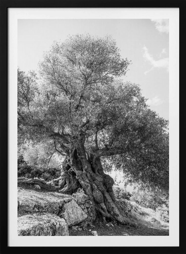 Ancient Sentinel | Poster