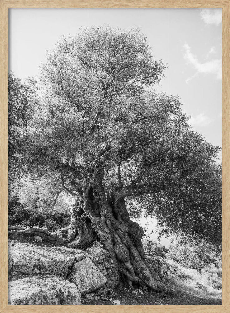 Ancient Sentinel | Poster