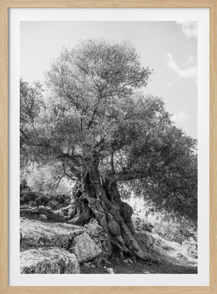 Ancient Sentinel | Poster