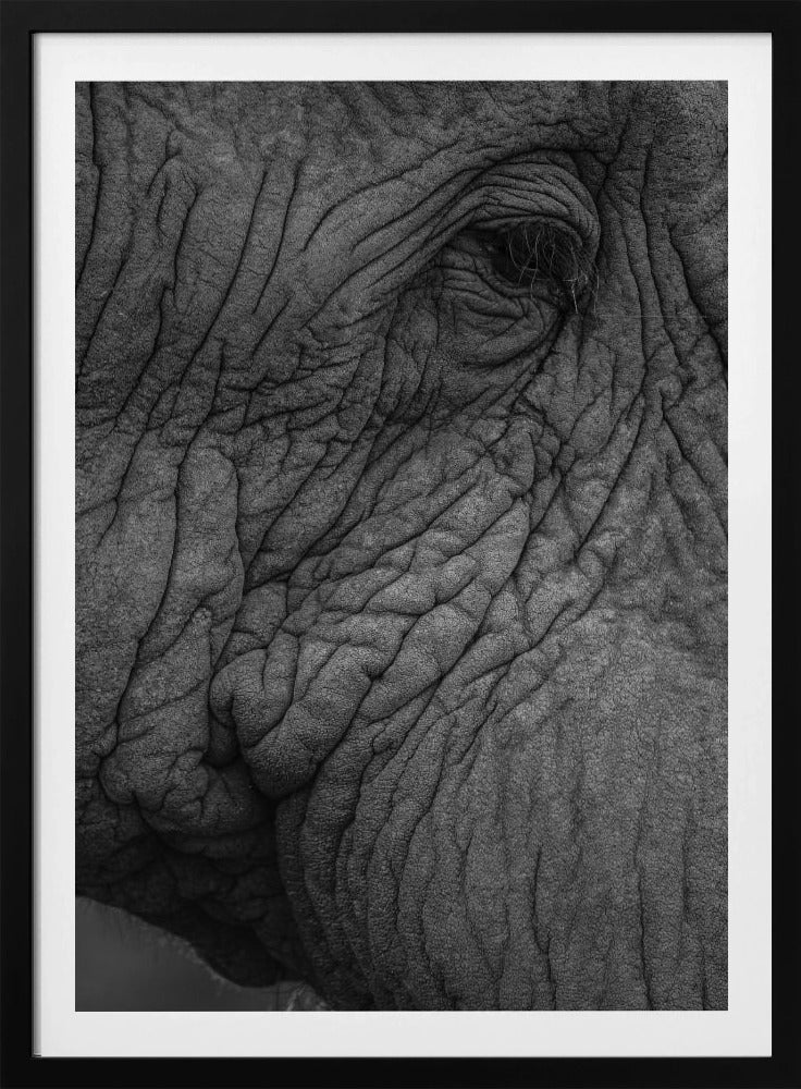 Elephant's Wisdom | Poster