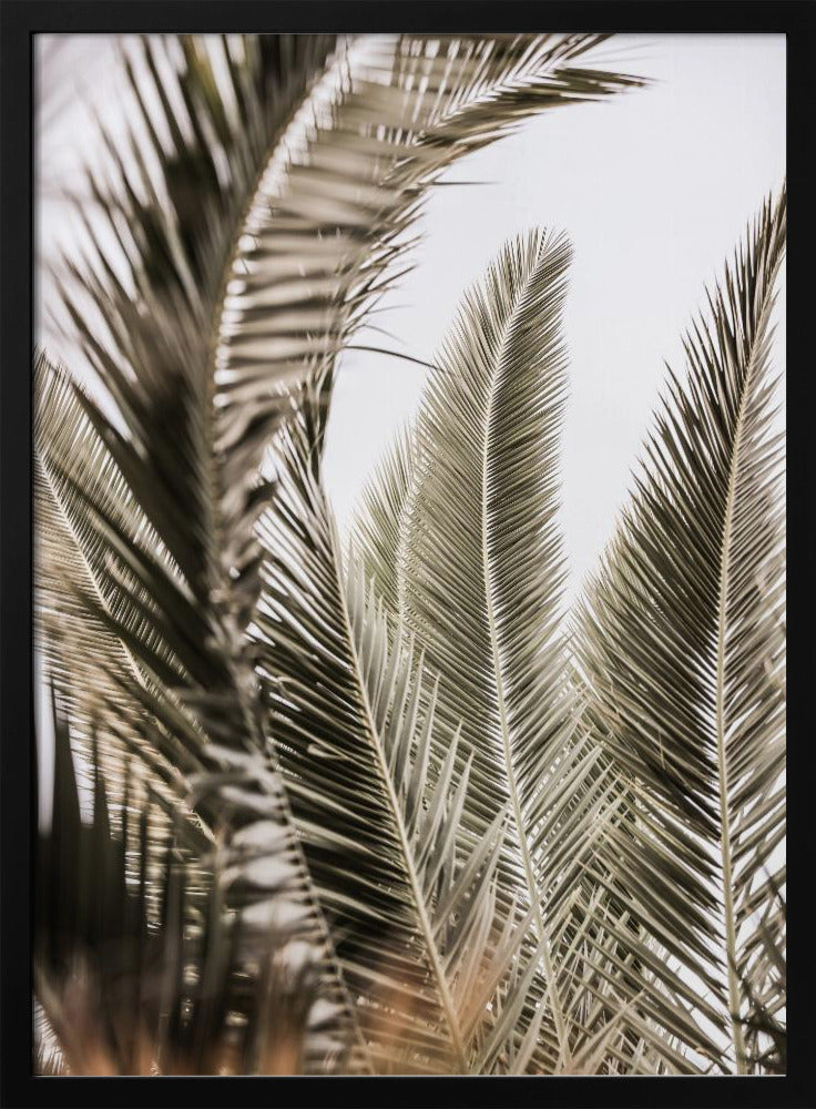 Whispers of Palms | Poster