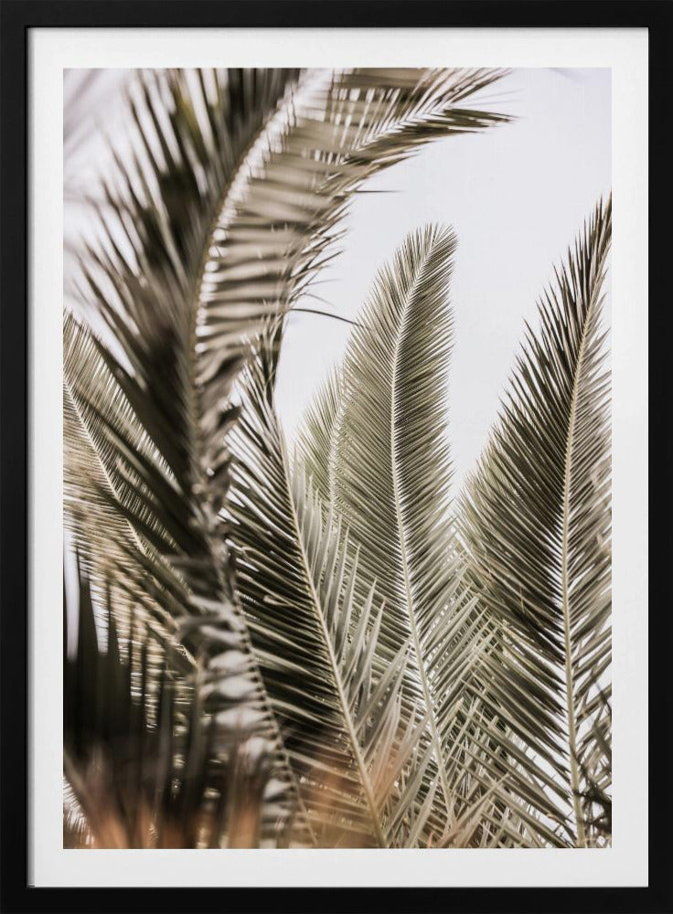 Whispers of Palms | Poster