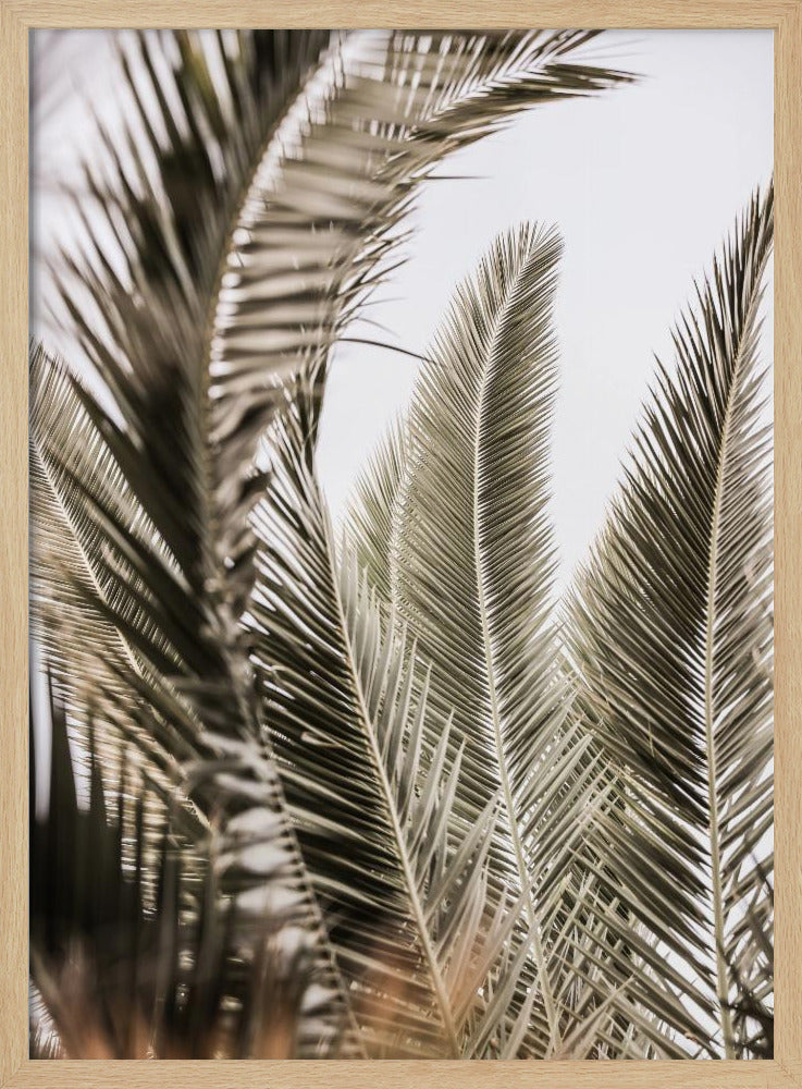 Whispers of Palms | Poster