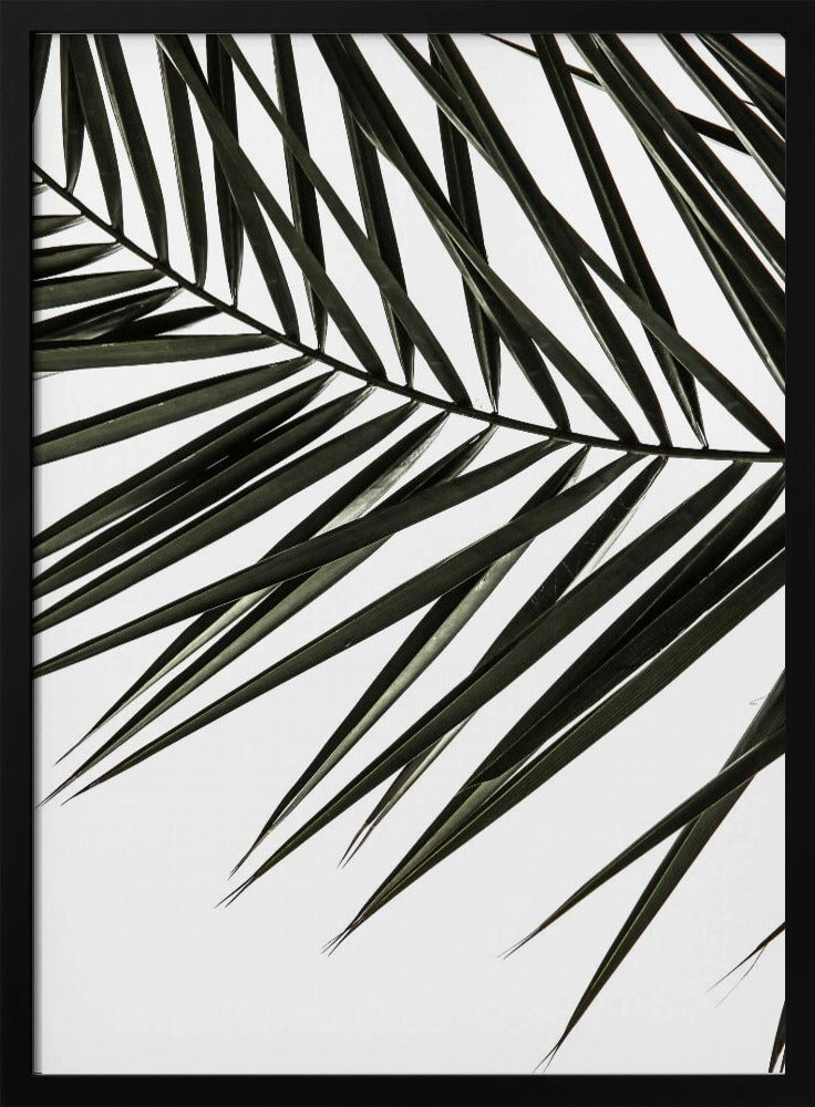 Frond Shadows | Poster
