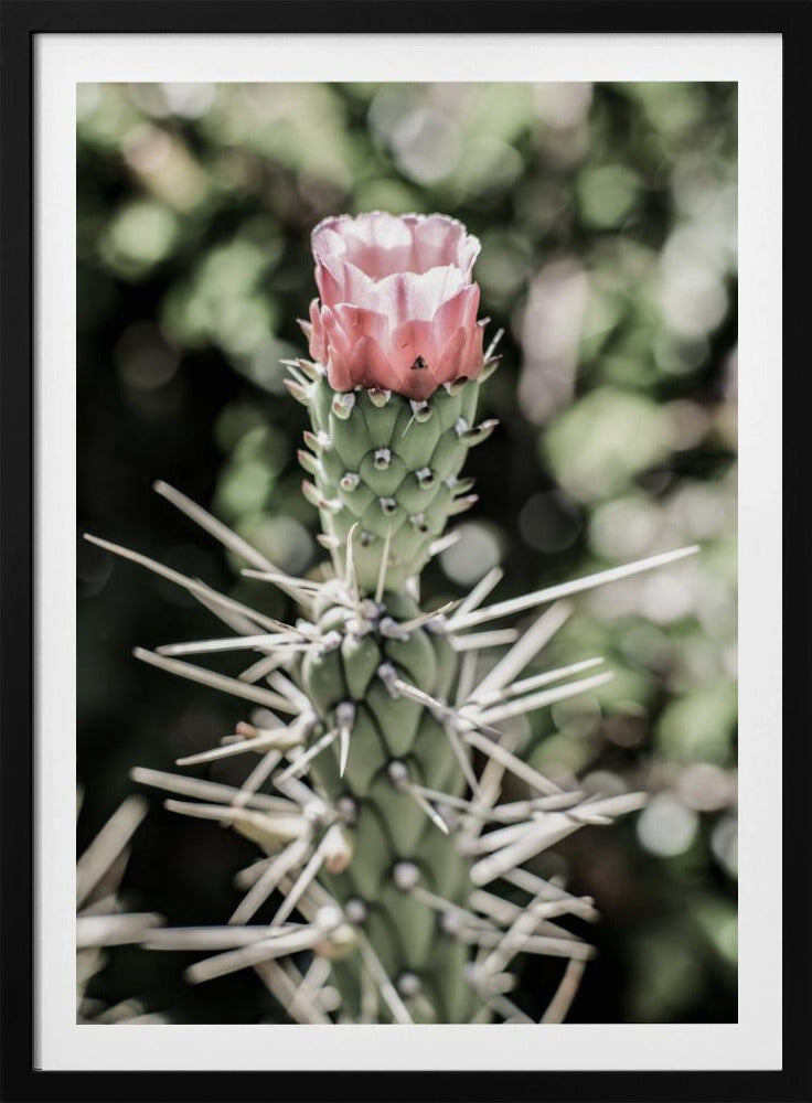 Desert Blossom Beauty | Poster