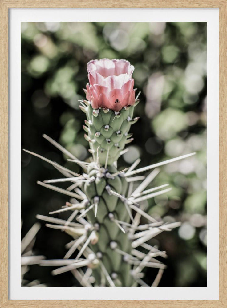 Desert Blossom Beauty | Poster