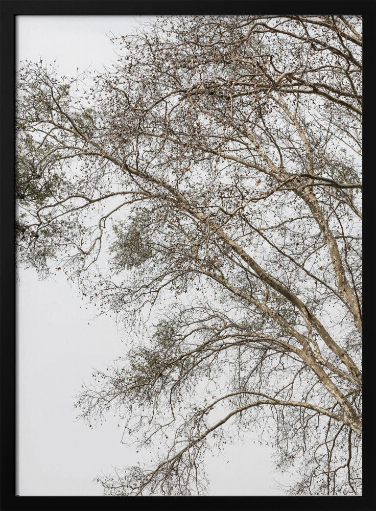Winter&#039;s Whispering Branches | Poster