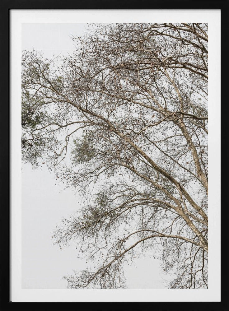 Winter&#039;s Whispering Branches | Poster