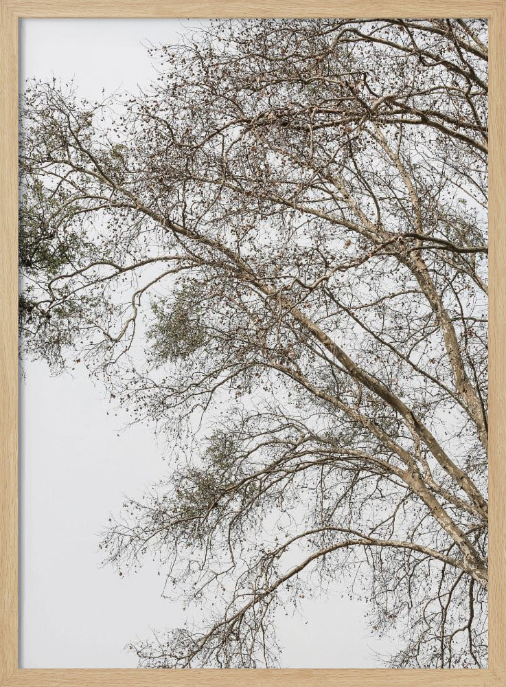 Winter&#039;s Whispering Branches | Poster