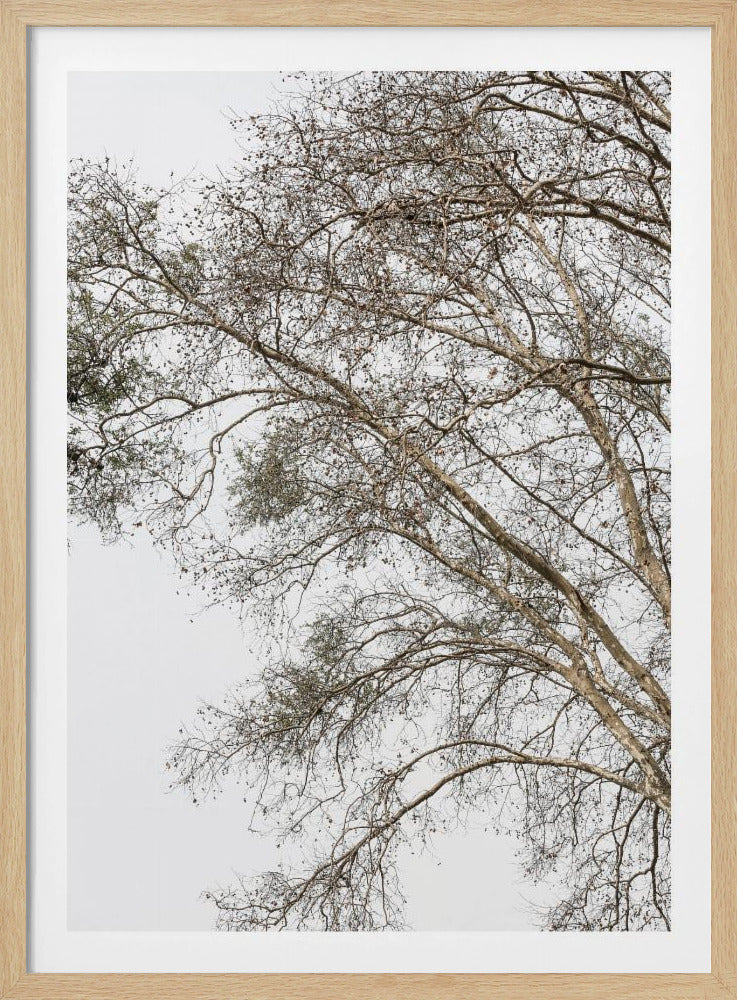 Winter&#039;s Whispering Branches | Poster