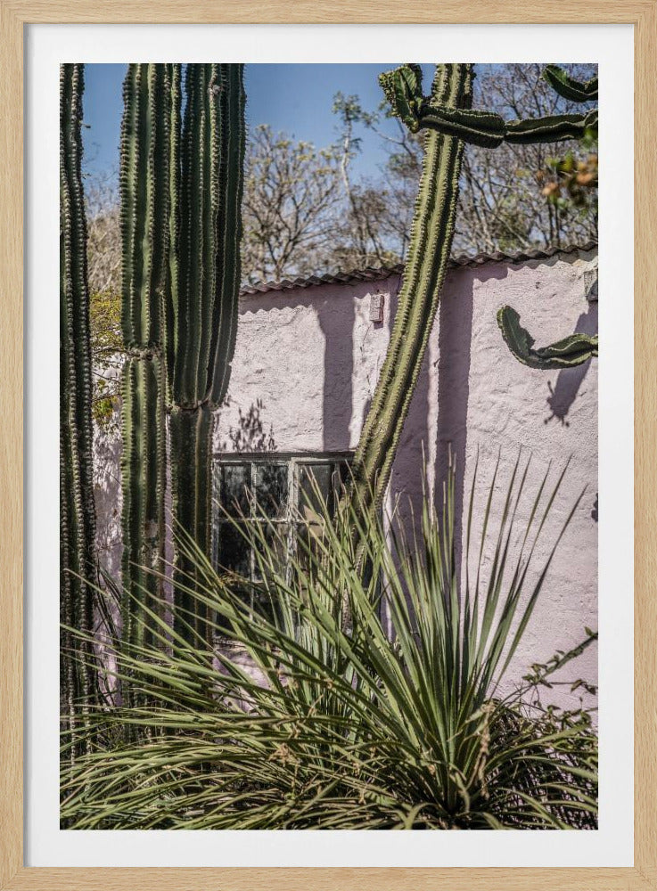 Cactus &amp; Pink Wall | Poster