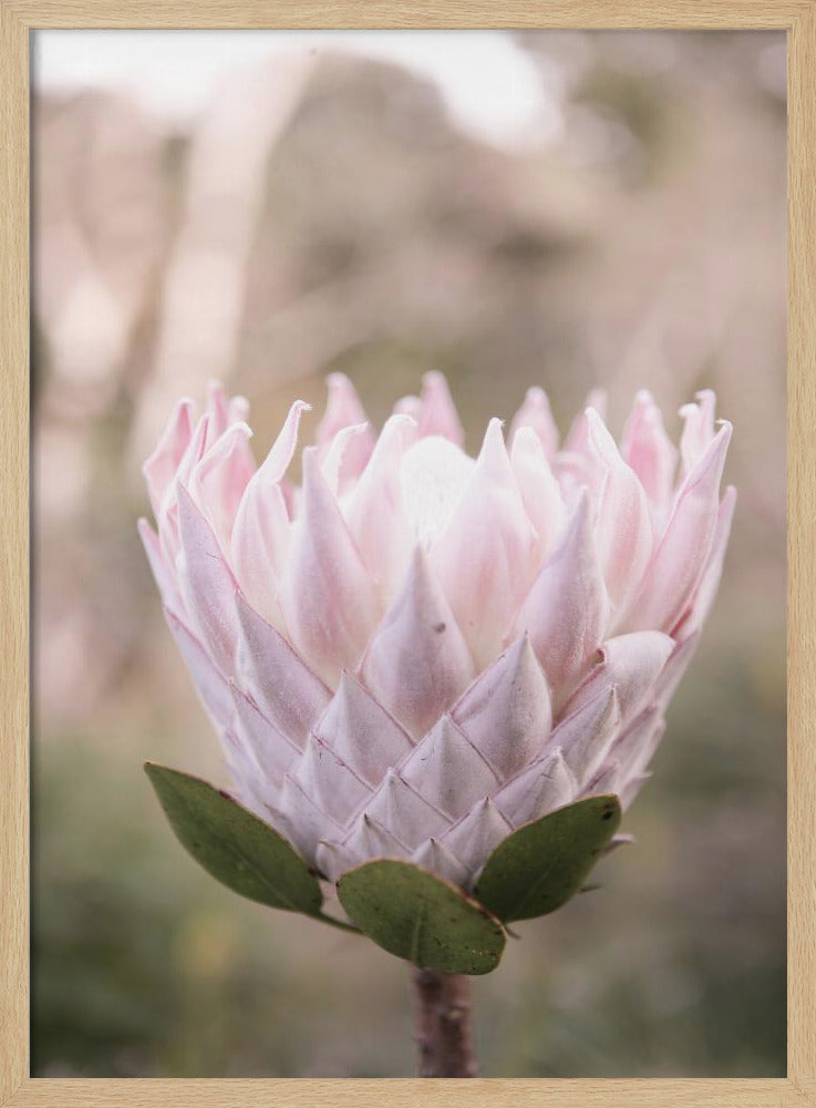 Blossom Majesty | Poster