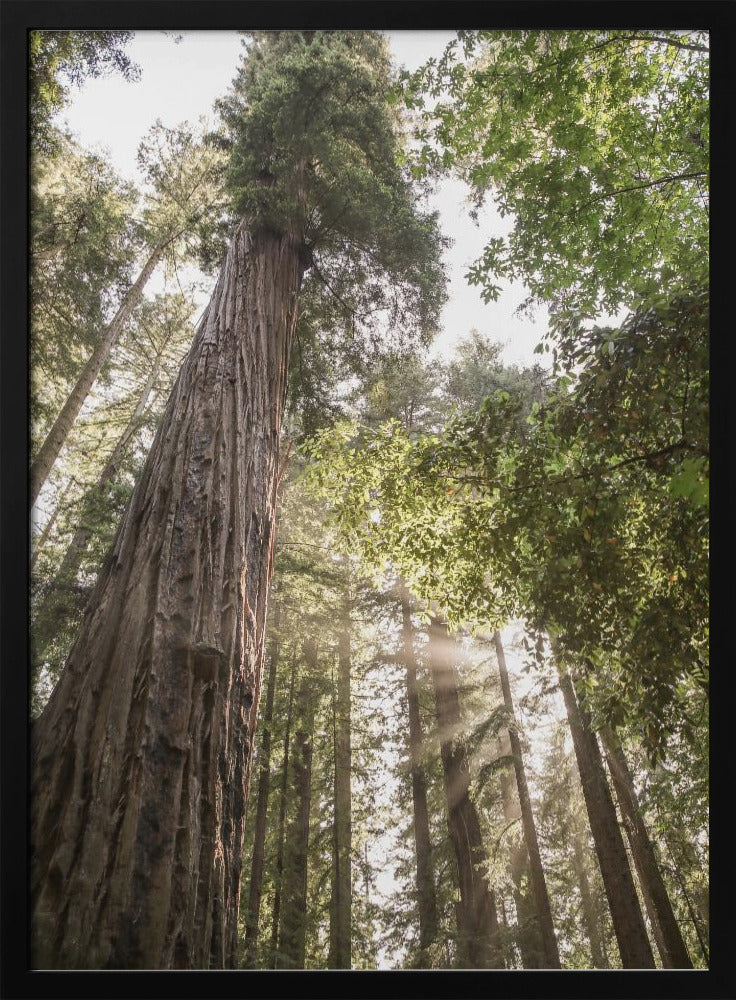 Towering Redwoods | Poster