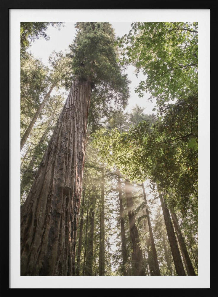 Towering Redwoods | Poster