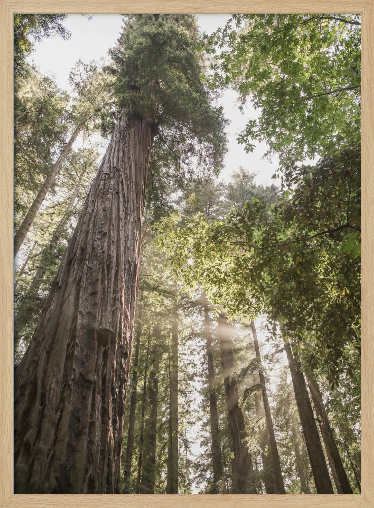 Towering Redwoods | Poster