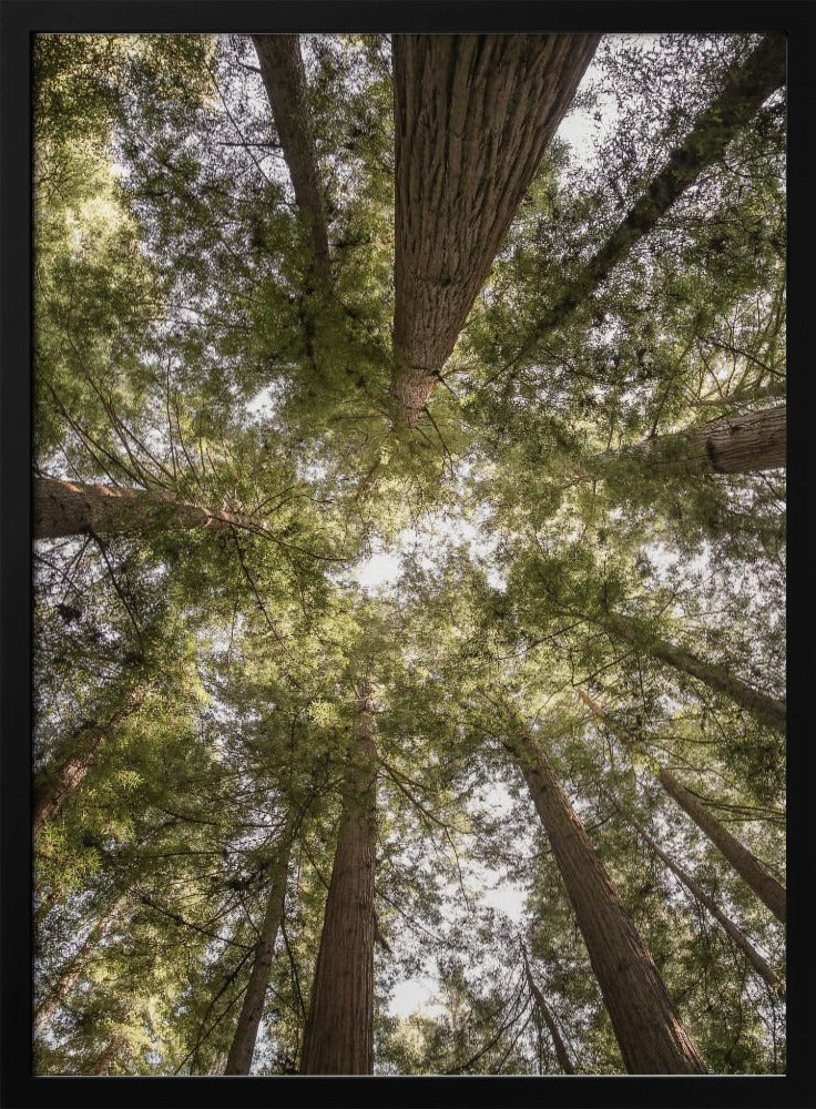 Beauty of Nature | Poster