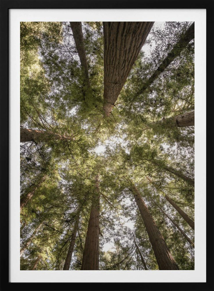 Beauty of Nature | Poster