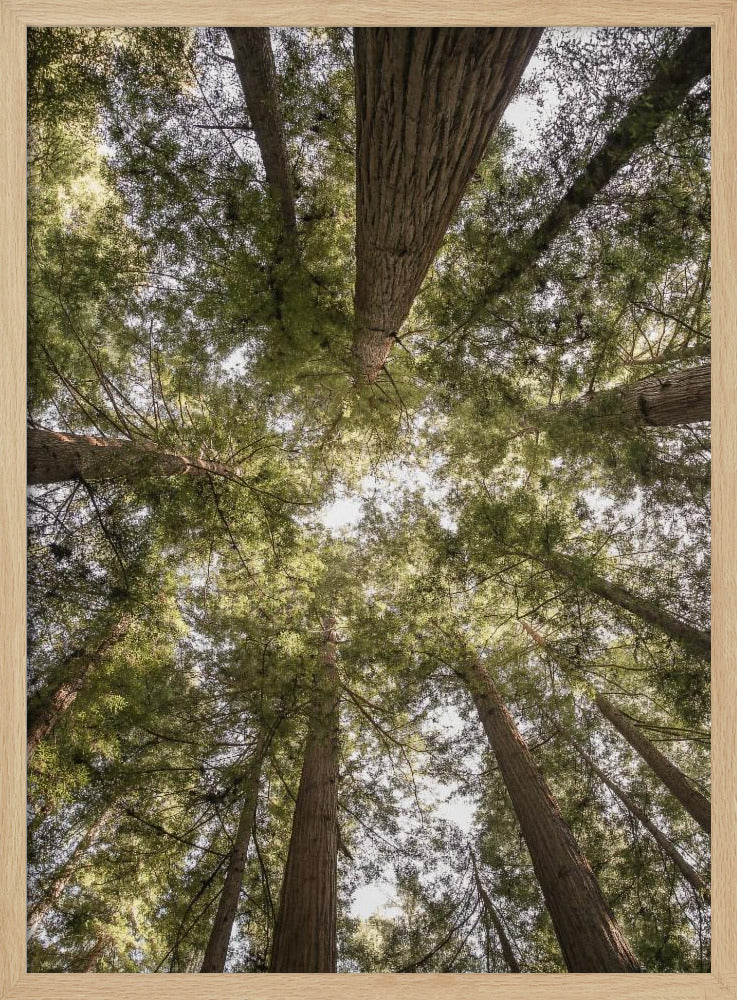 Beauty of Nature | Poster