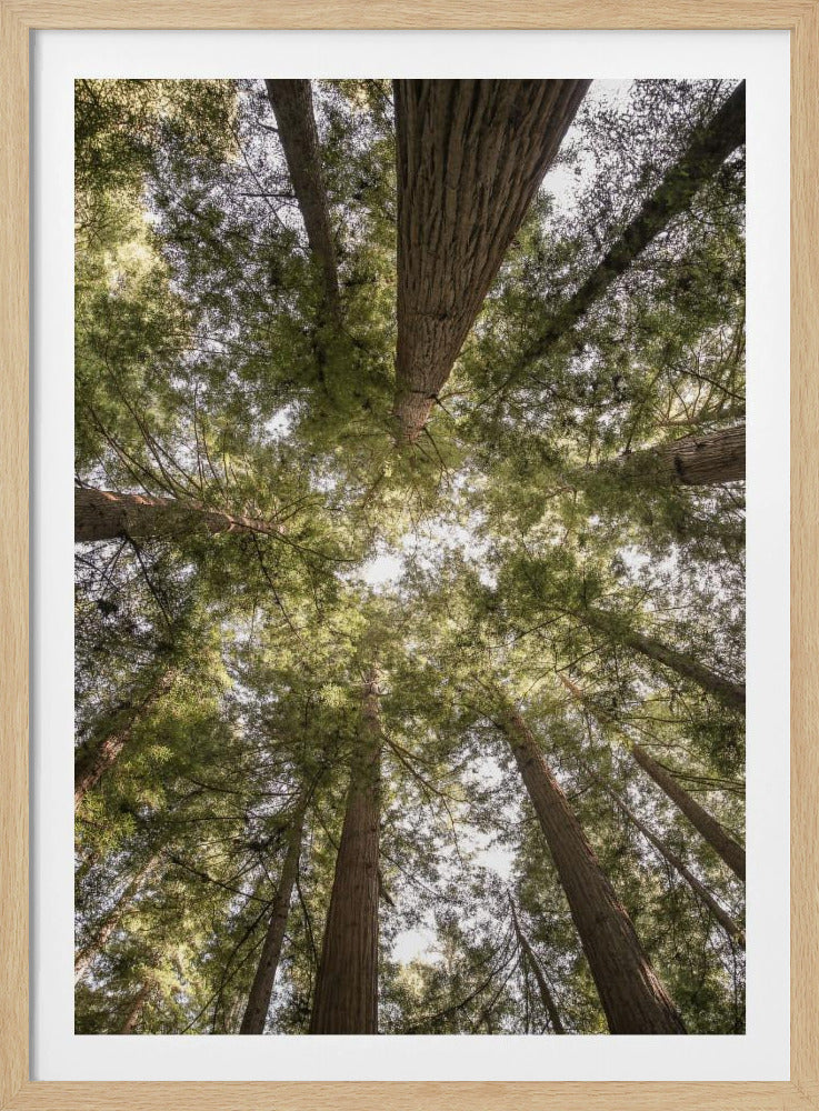 Beauty of Nature | Poster