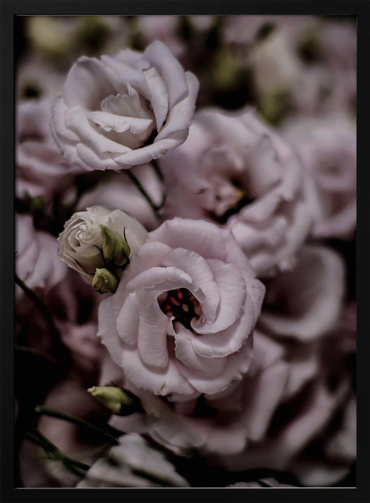 Delicate Beauty of Pink Lisianthus Flower | Poster