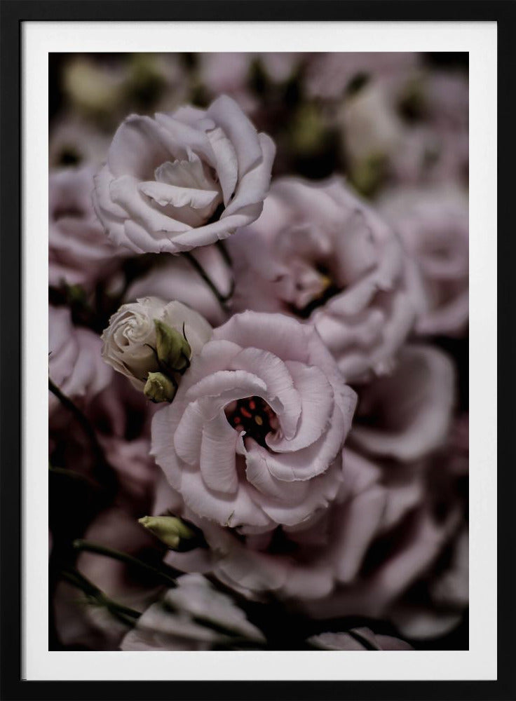 Delicate Beauty of Pink Lisianthus Flower | Poster