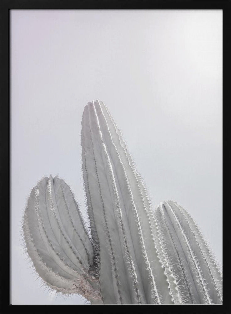 Minimalist Cactus | Poster