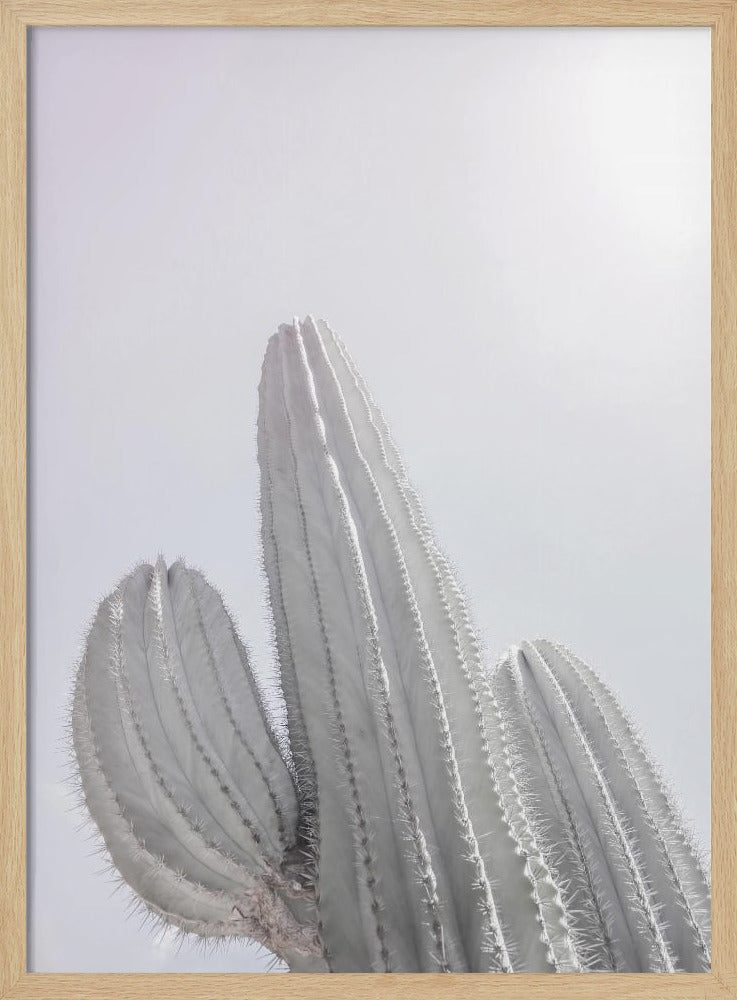 Minimalist Cactus | Poster