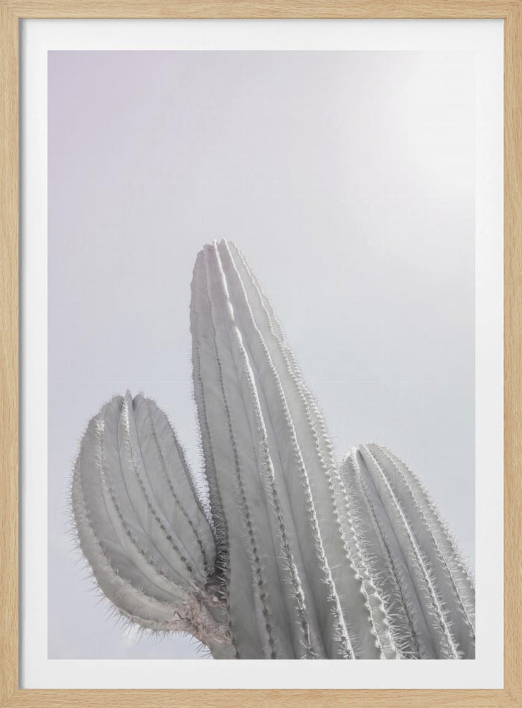 Minimalist Cactus | Poster
