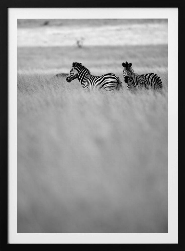 Zebras in the Mist | Poster