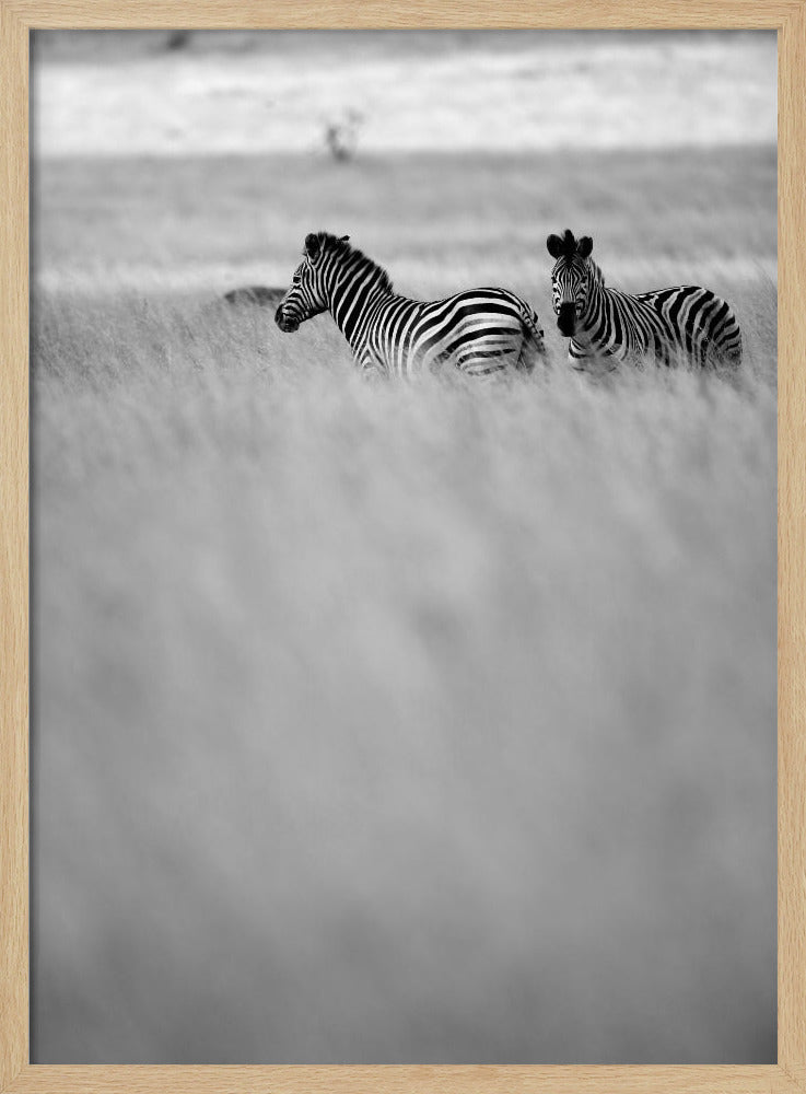Zebras in the Mist | Poster