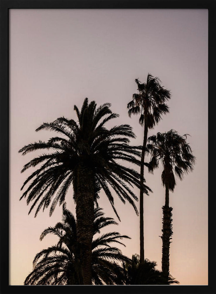 Silhouette of Palm Trees | Poster