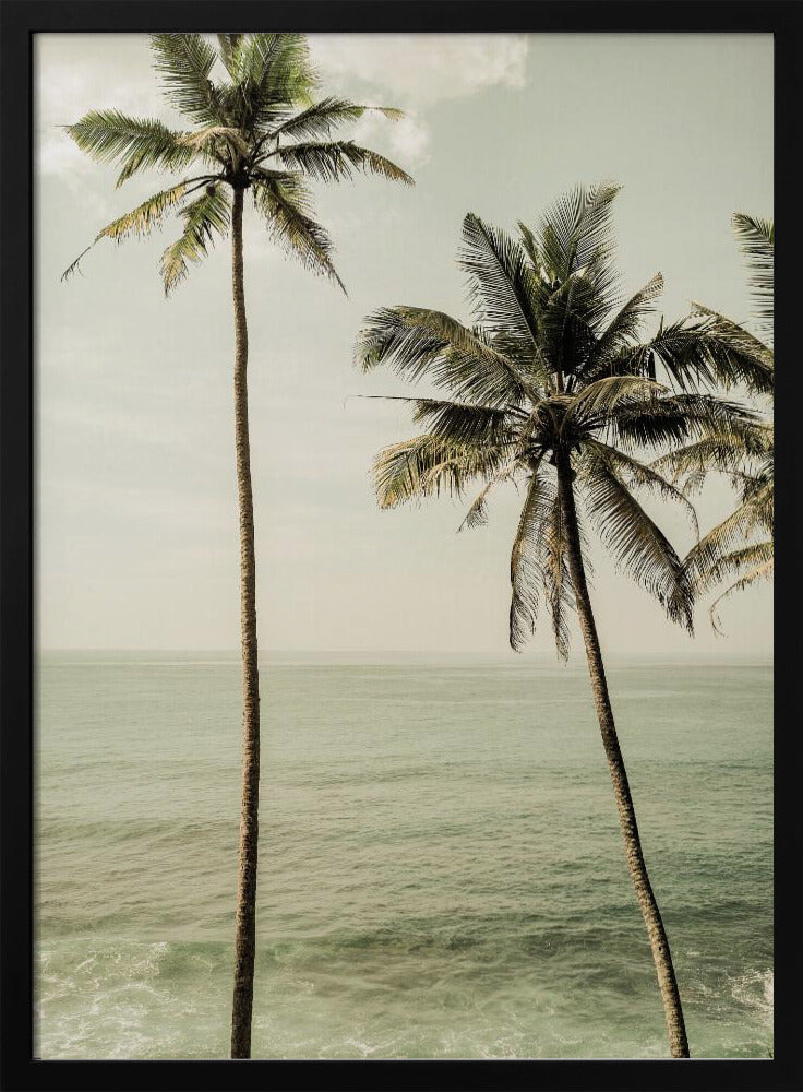 Oceanside Palms | Poster