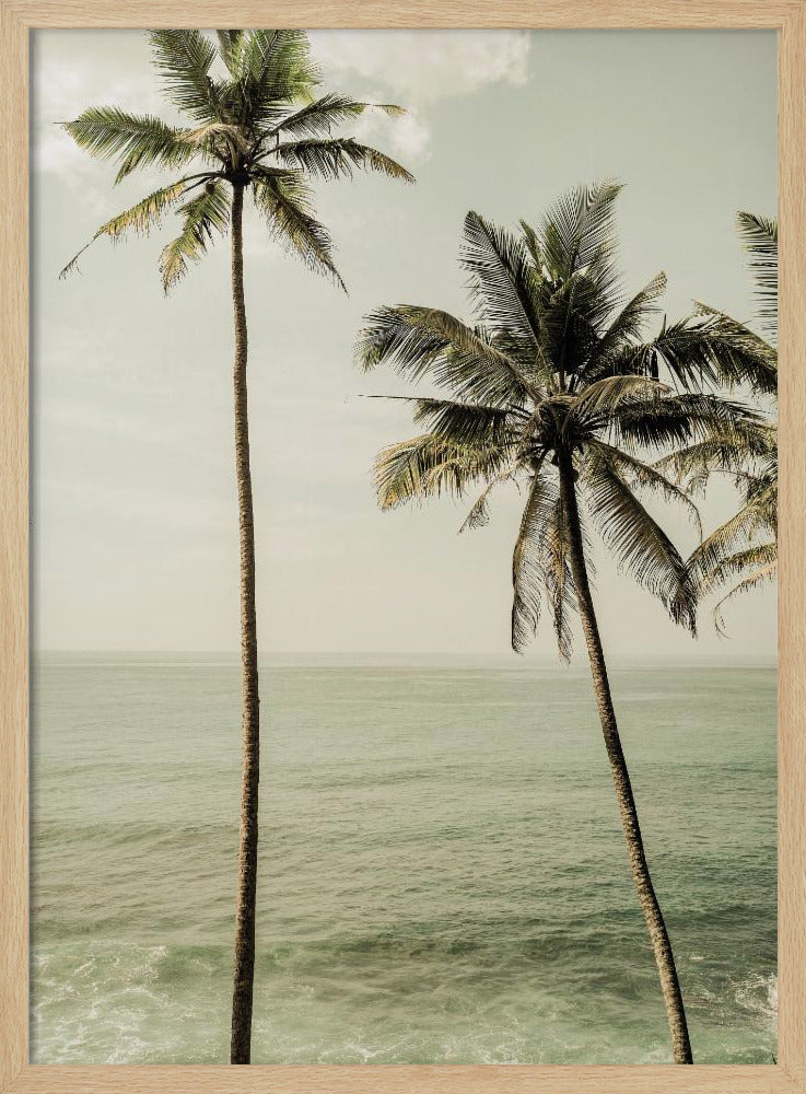 Oceanside Palms | Poster