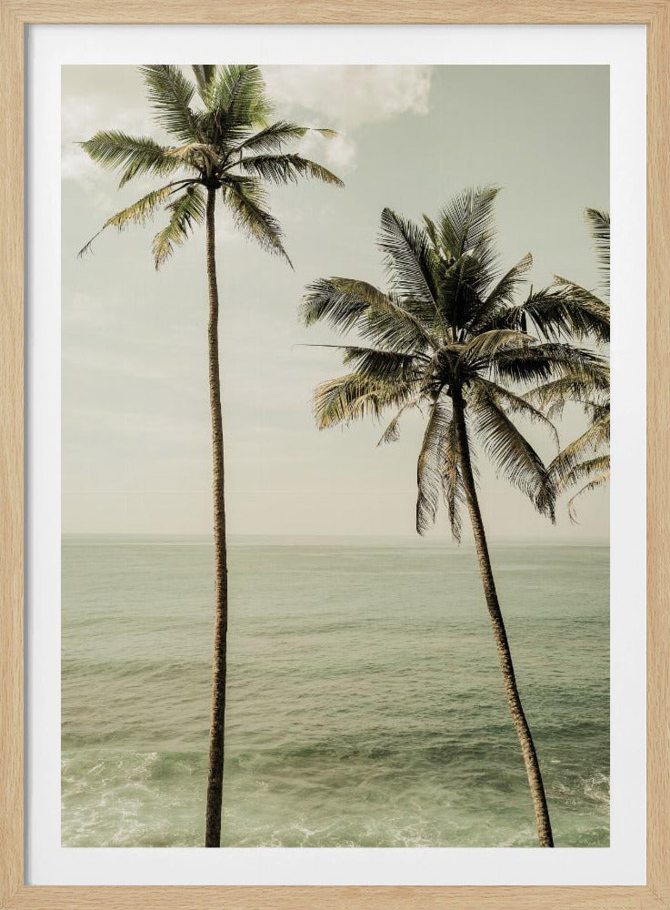 Oceanside Palms | Poster