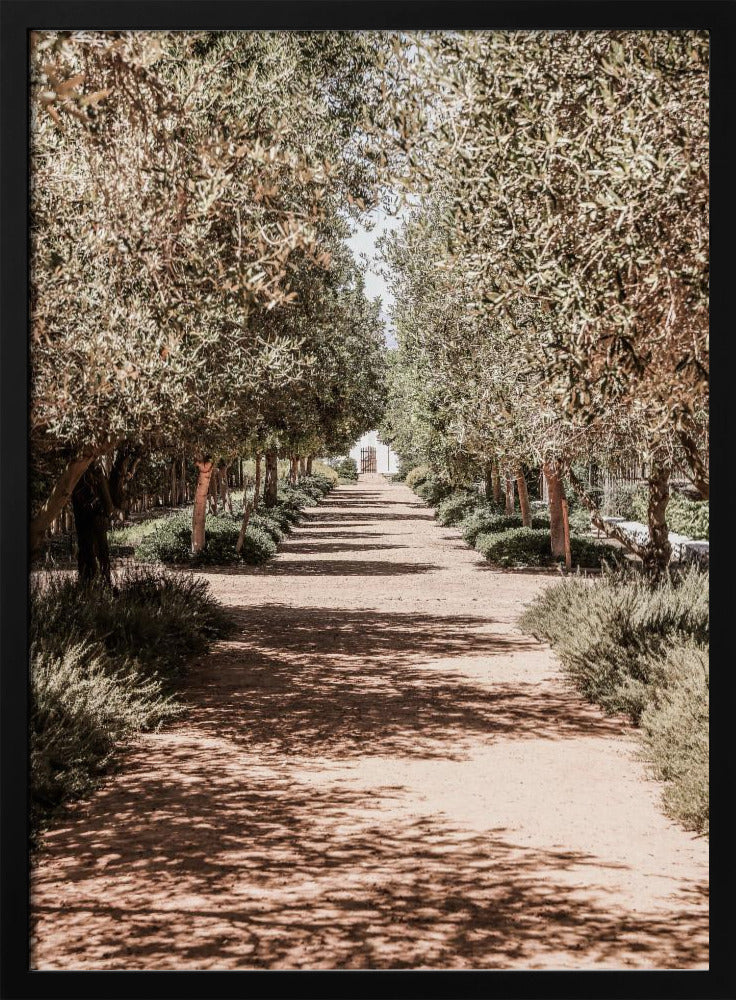 A Serene Tree Lined Path with Sunlight | Poster